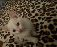 Котенок,мальчик,к лотку приучен.Кушает все