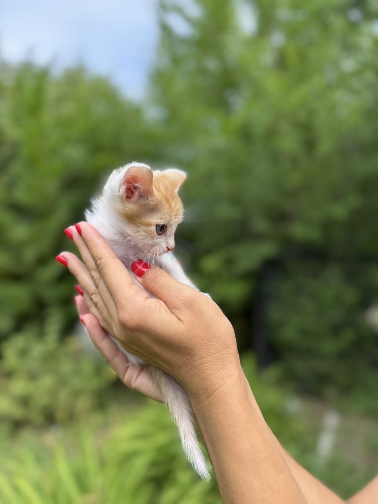 Котенок в добрые руки!