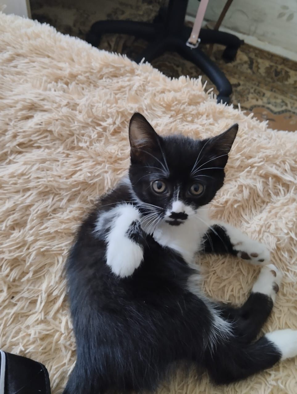 Отдадим котенка,девочка