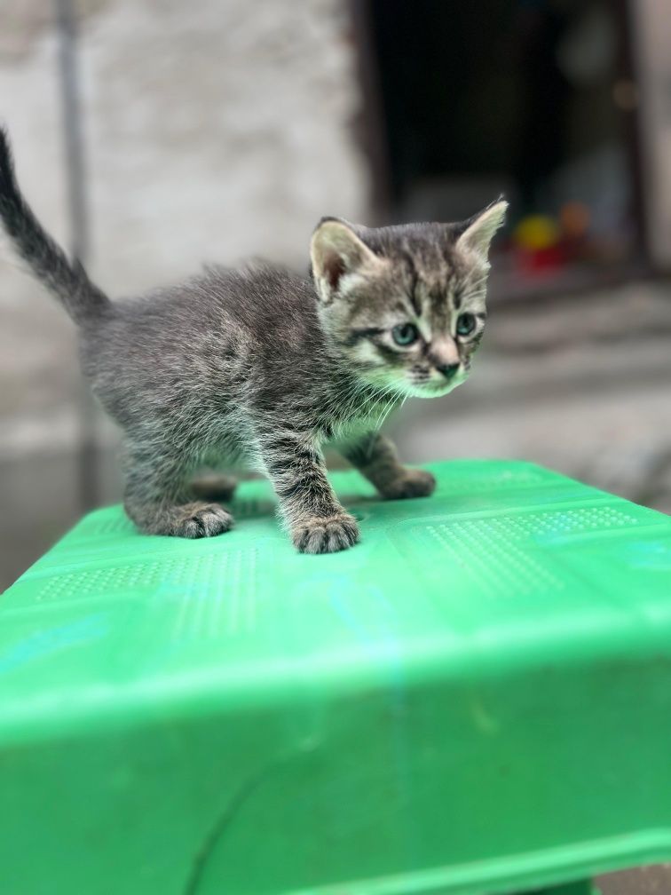 Котёнки 4 недельные, отдадим в хорошие руки