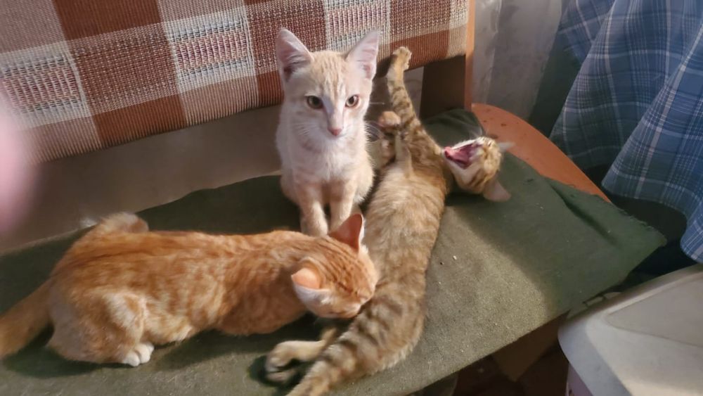 Отдам в добрые руки котиков