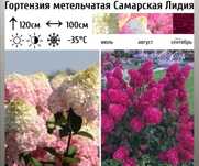 Гортензии, которые покоряют! Метельчатые и древовидные — в наличии