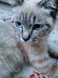 Сиамский кот,ласковый,приучен к лотку, спокойный.