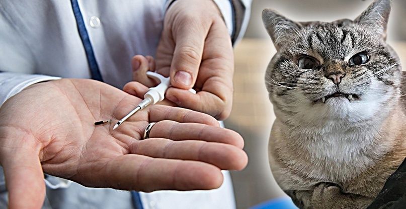 Ветеринарный врач Чипирование Ветеринар Вакцинация УЗИ на дом
