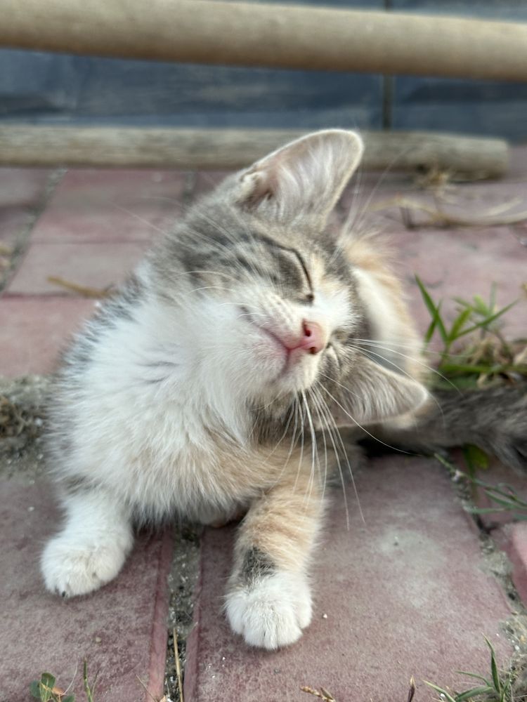 Отдам котят в добрые руки