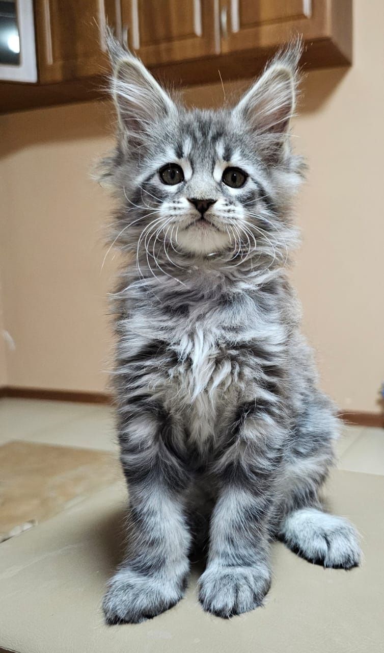 Огромные котята Мейн-кун в Рассрочку до 2 лет!