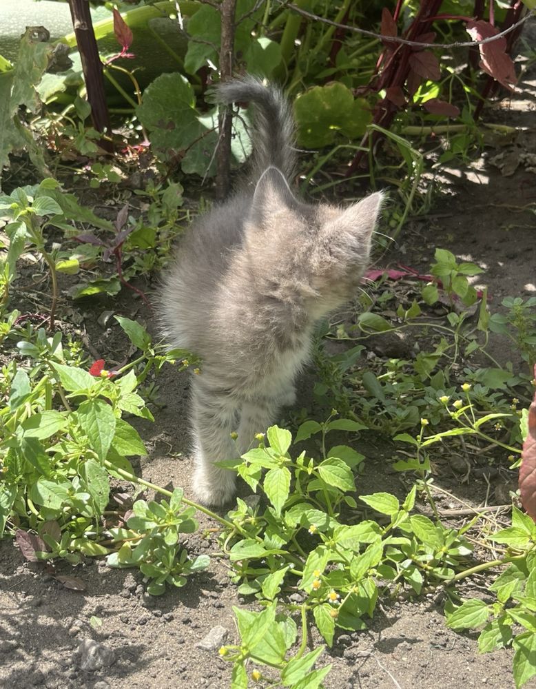 Отдам котят в хорошие руки бесплатно)