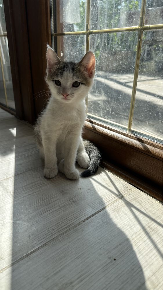 Котята мальчики