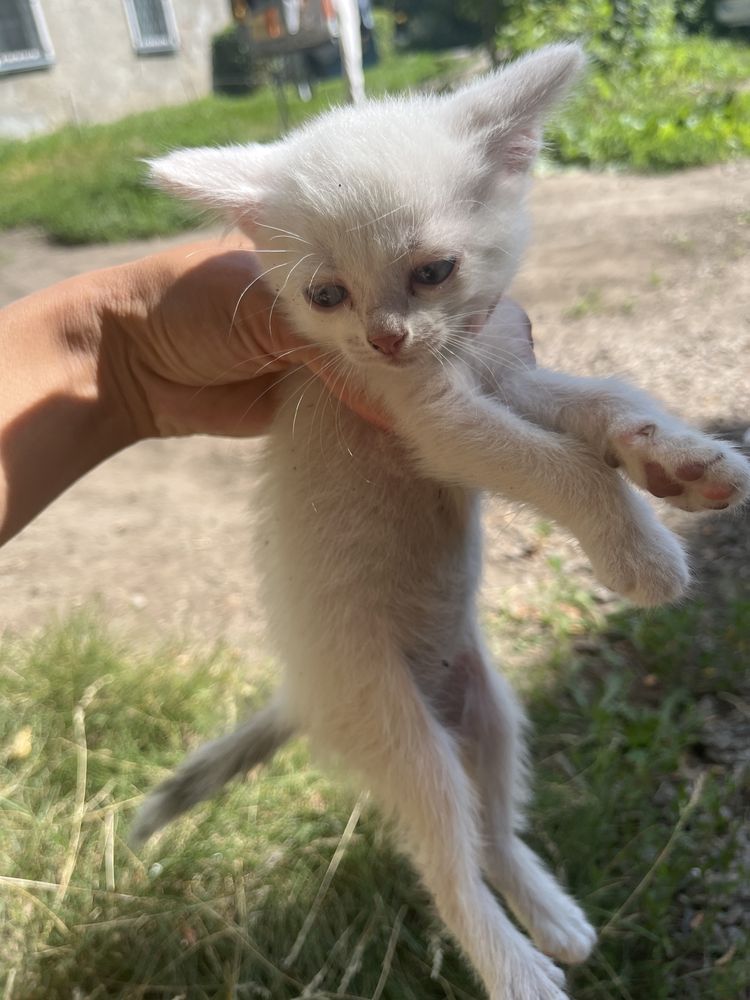 Отдам в добрые руки котят