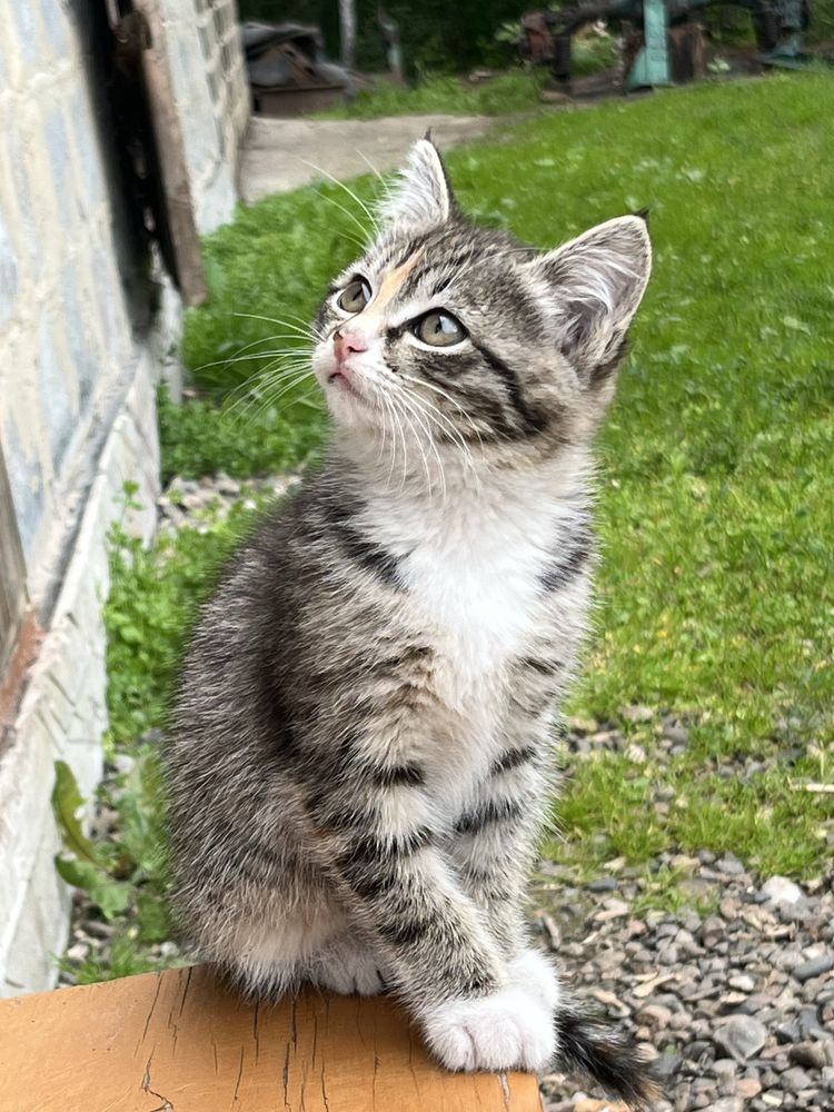 Котенок в добрые руки
