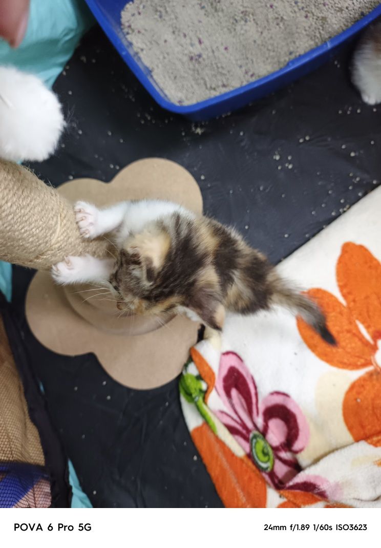 Отдам милого игривого котёнка!