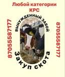 З.а.к.у.п мясо говядина корова