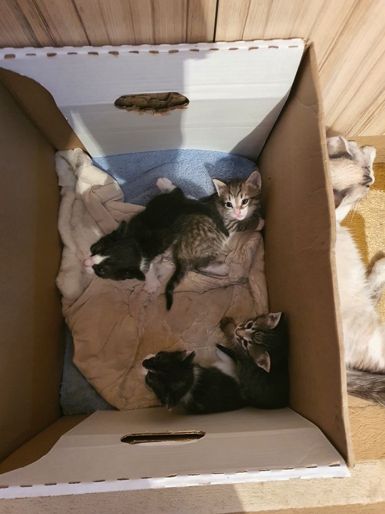 Отдам котят в добрые руки