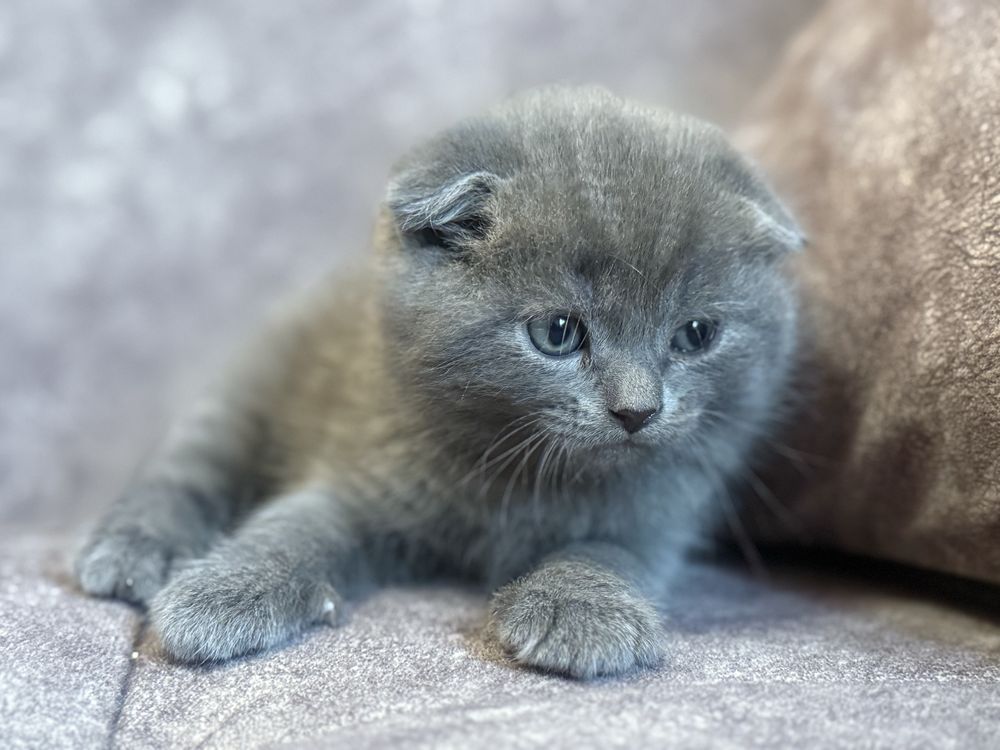 Котята Скоттиш фолд