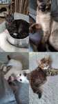 Отдам котиков и котят