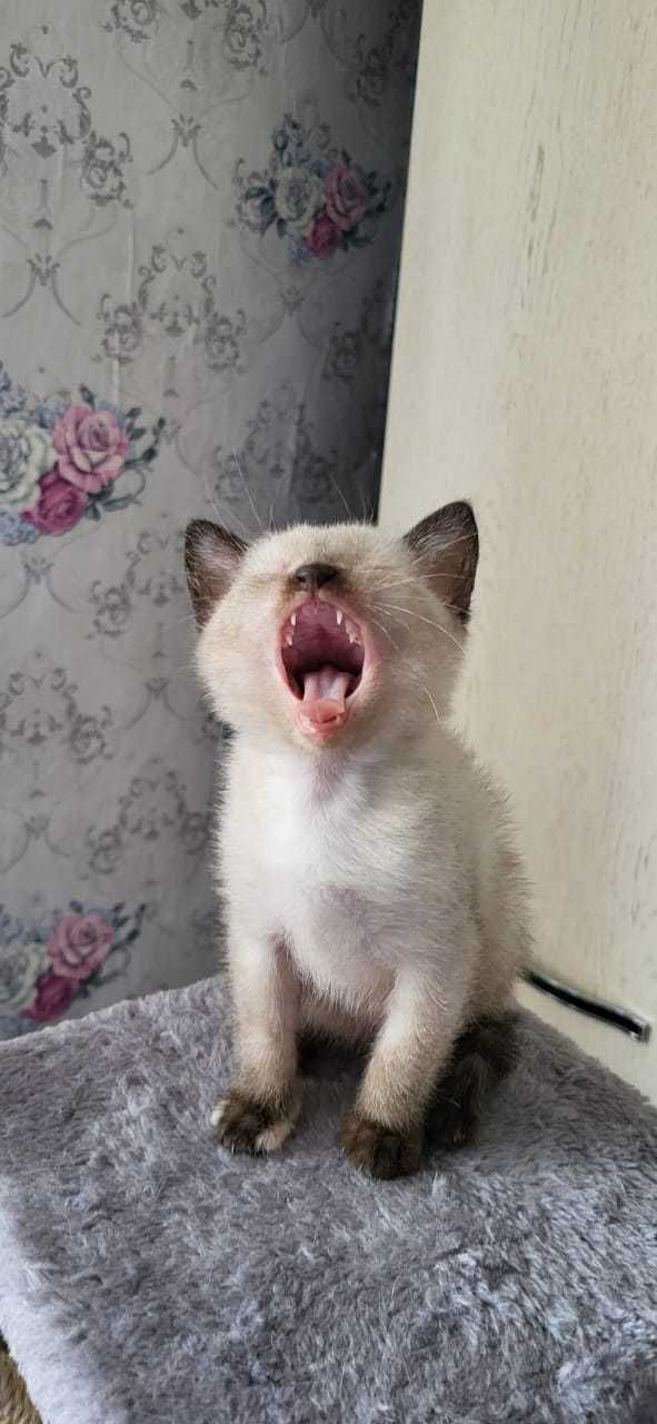 Котенок ищет дом.