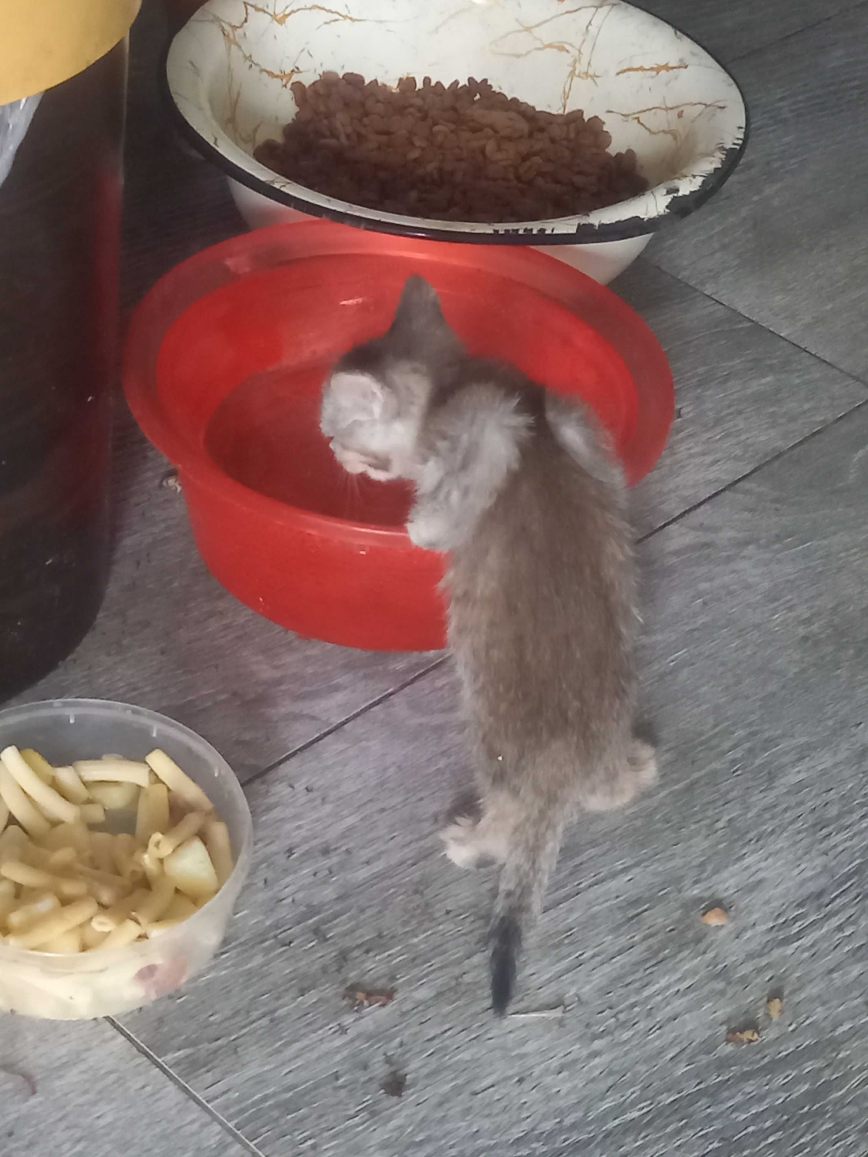 Котяточки в Добрые ручки