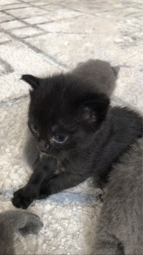 Котят британцы домашние