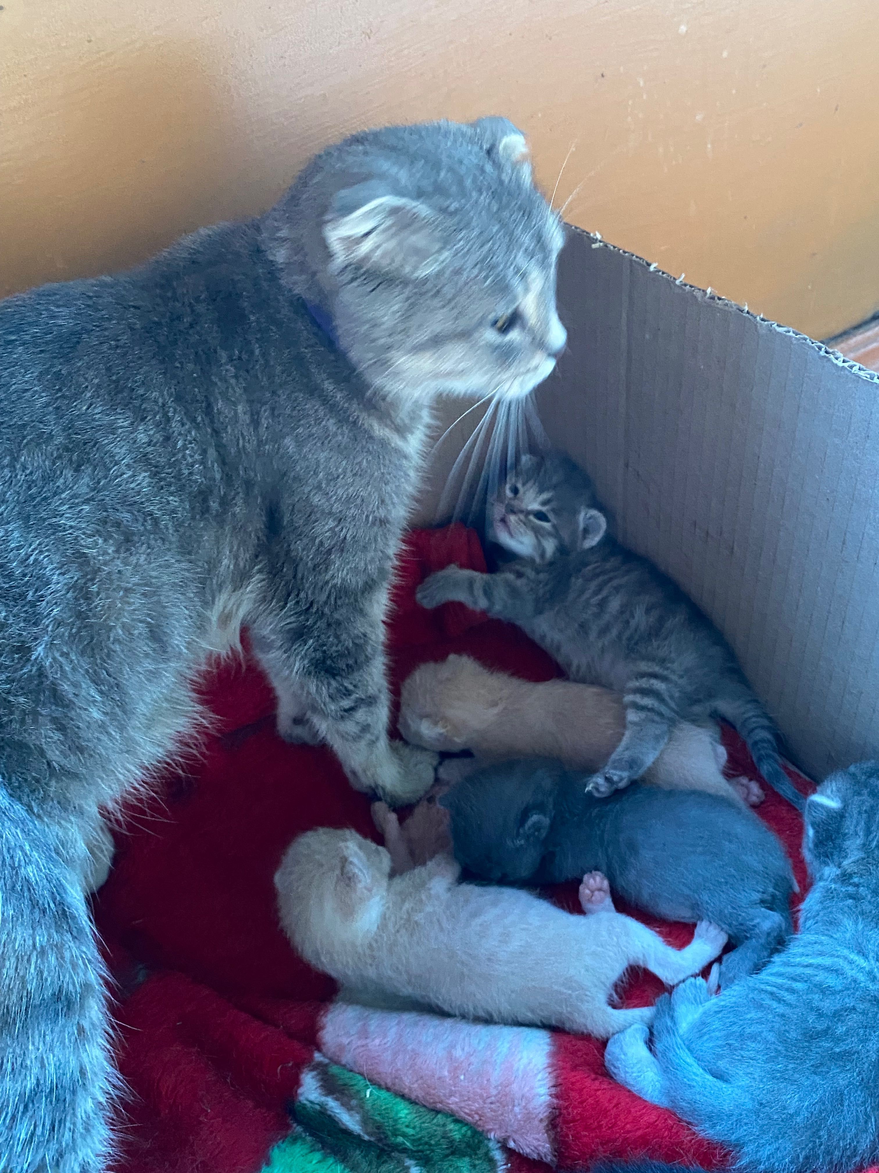 Котята животные котята