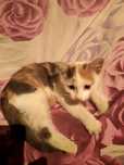Котенок  в дар в хорошие руки