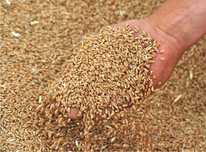 Продам отличную пшеницу  1-Сорт