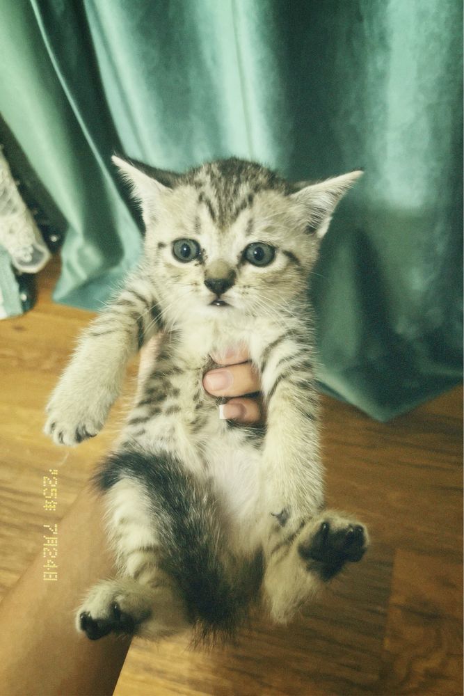 Продам в добрые руки милых котят