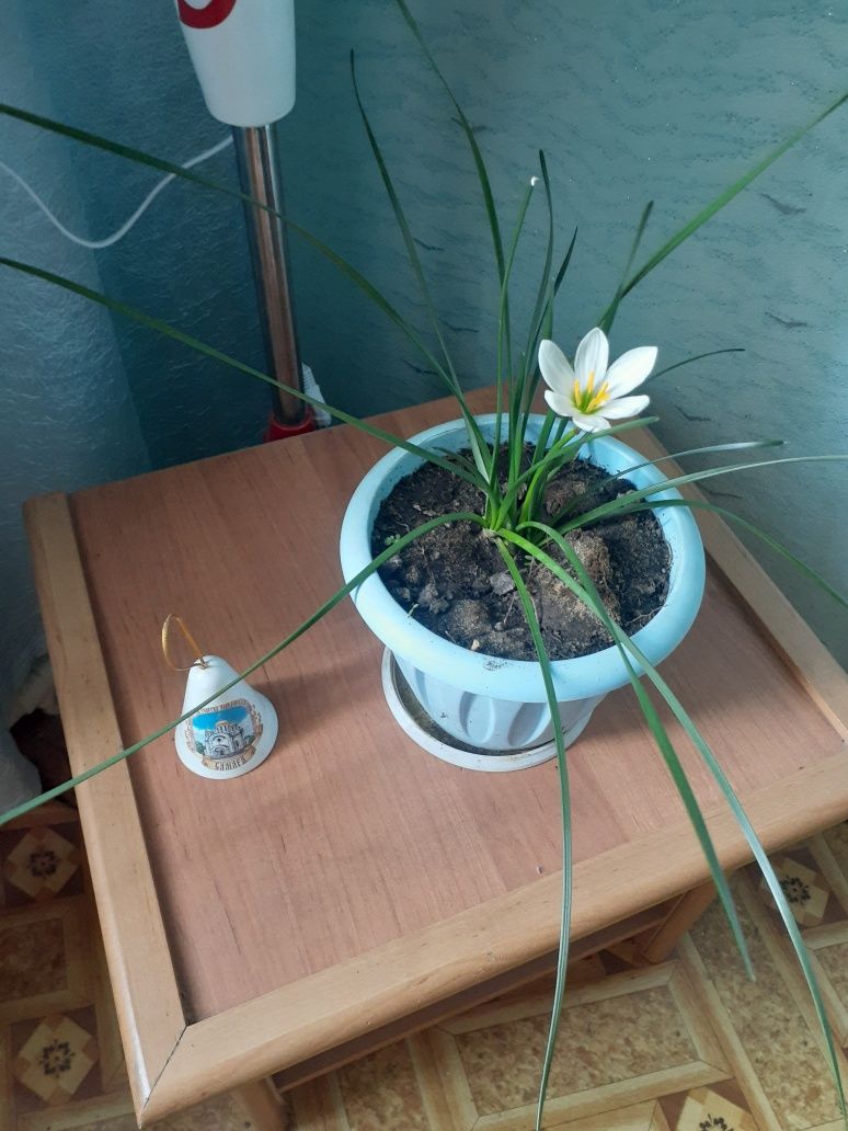 Цветок-Комнатный подснежник