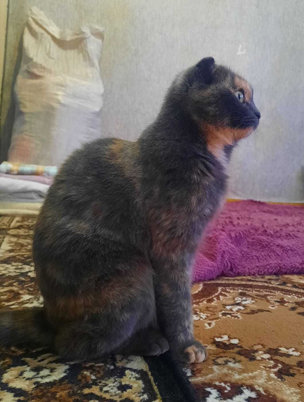 Кошечка Лина ищет добрых хозяев