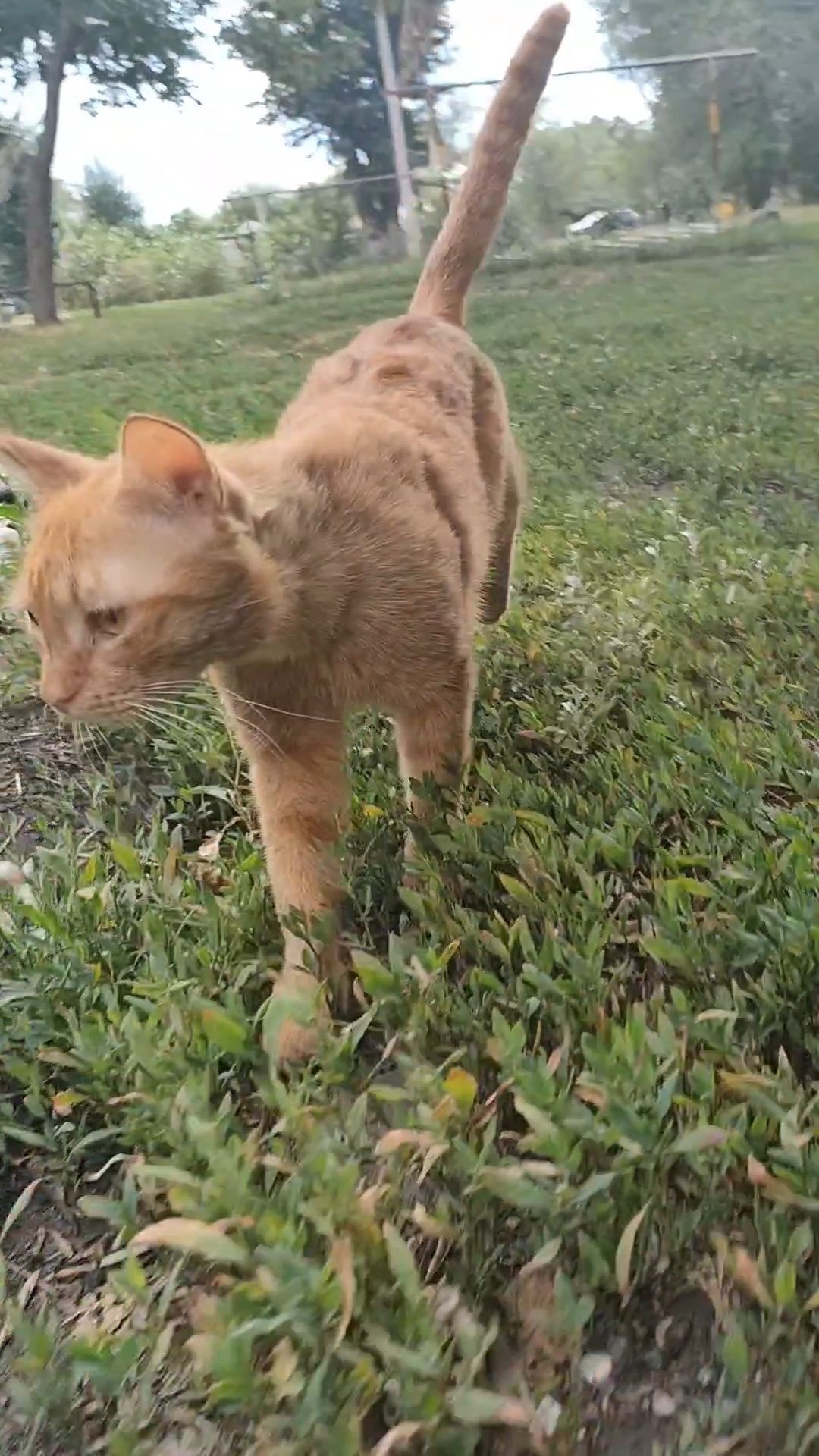 Кот, ручной, ласковый, кастрирован