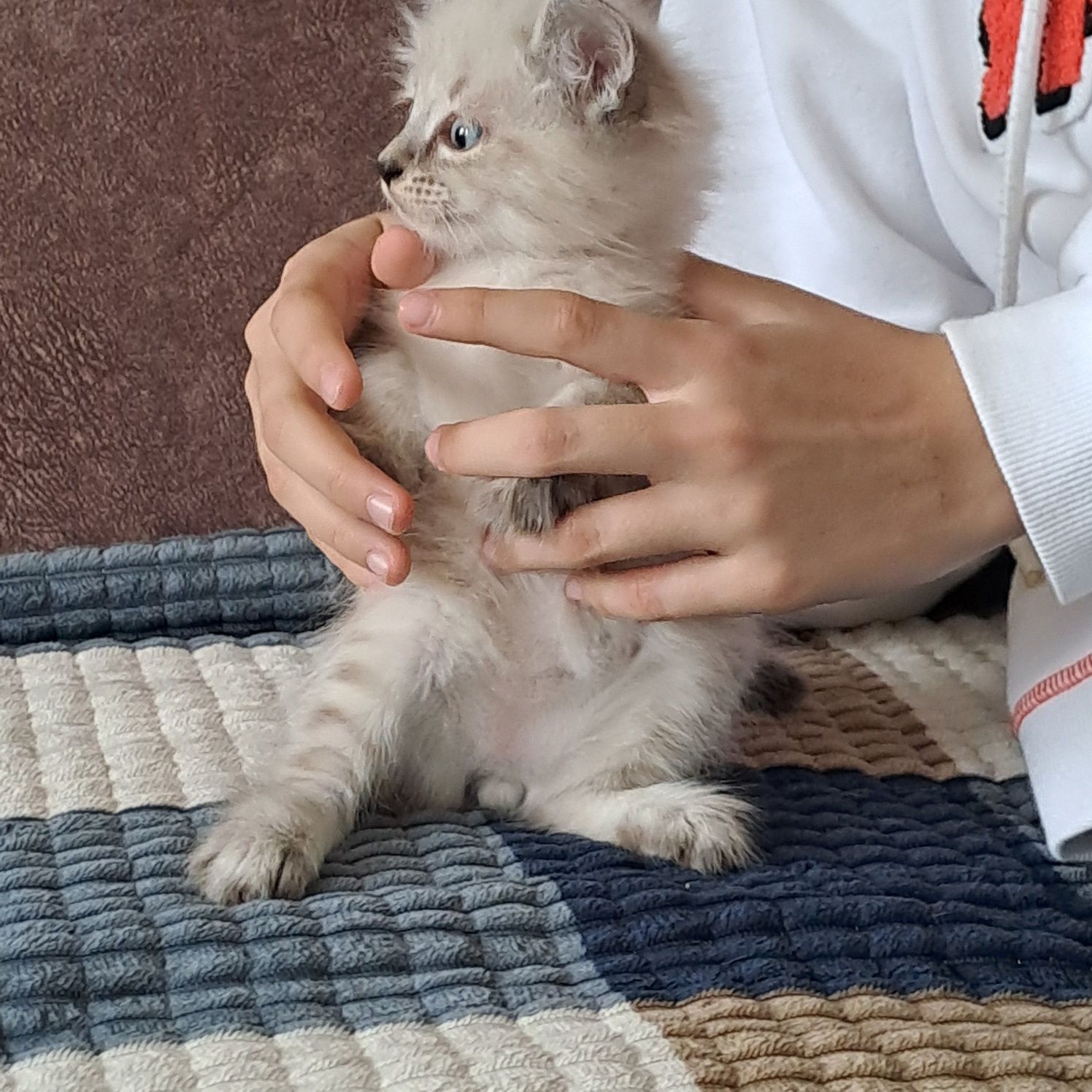 Отдам котёнка,мальчика в добрые руки.