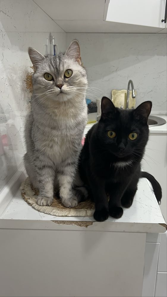 Отдам даром котов