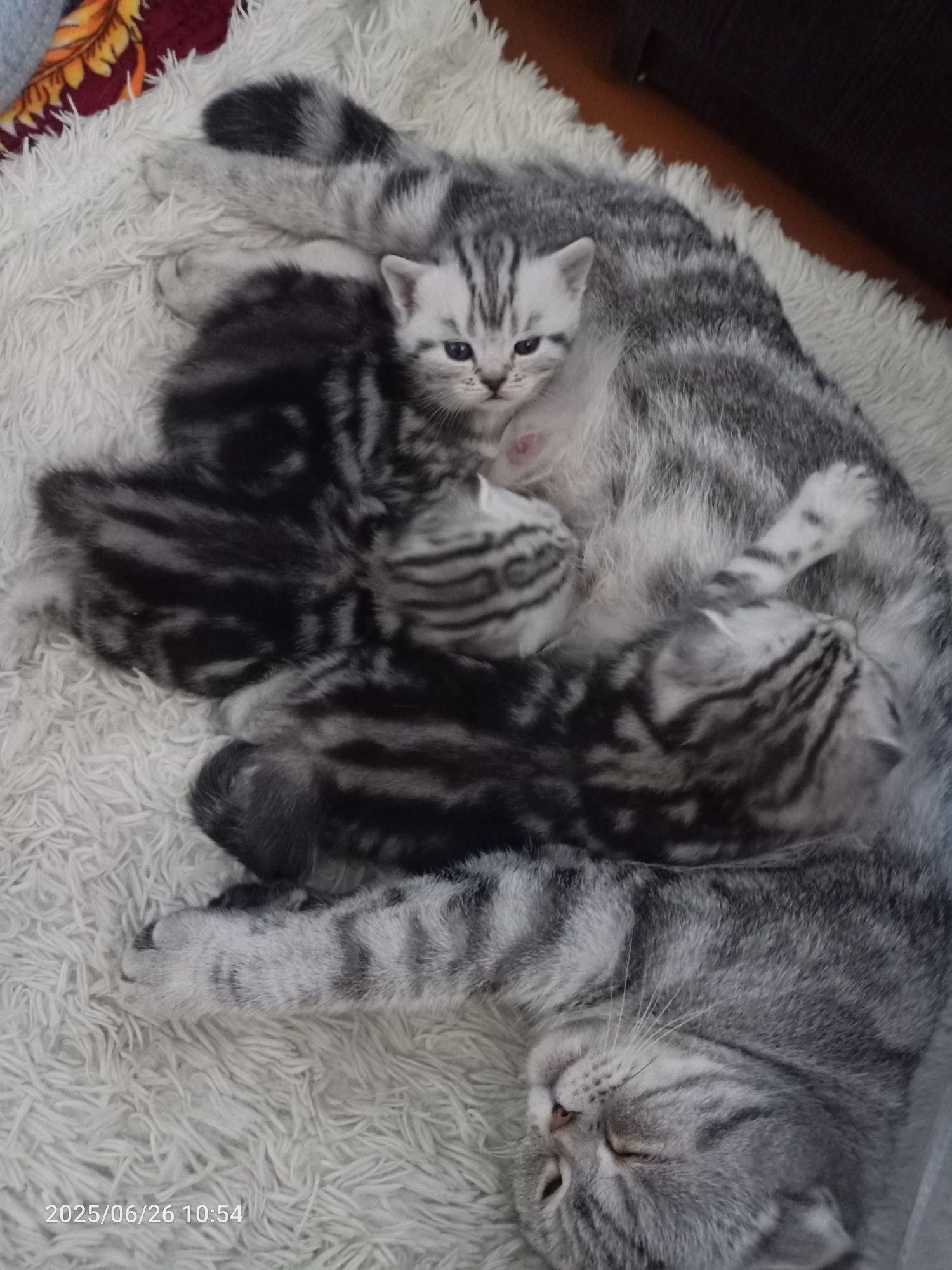 Продам очаровательных котят