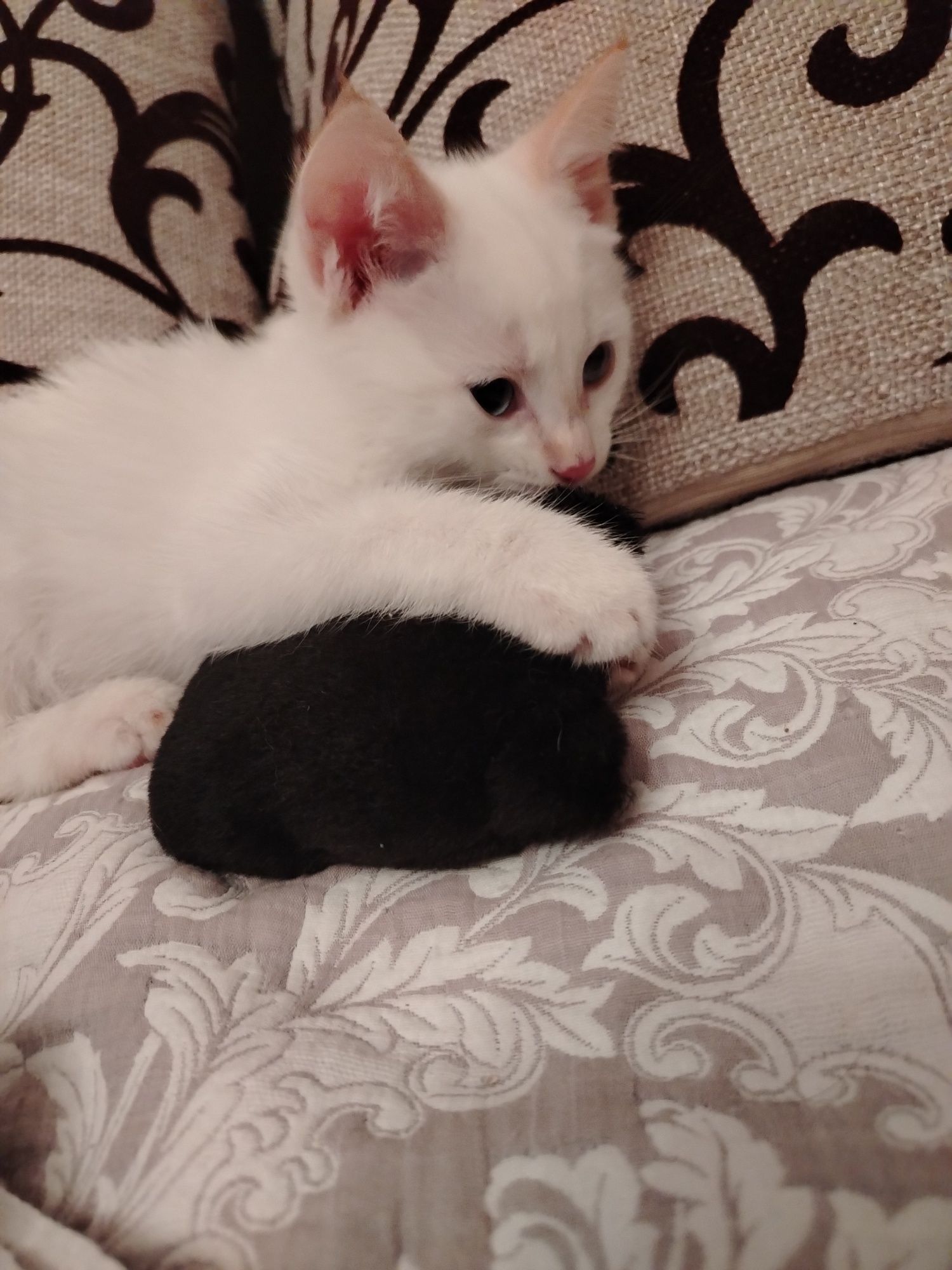Котята, сиамские редгол и сиамские