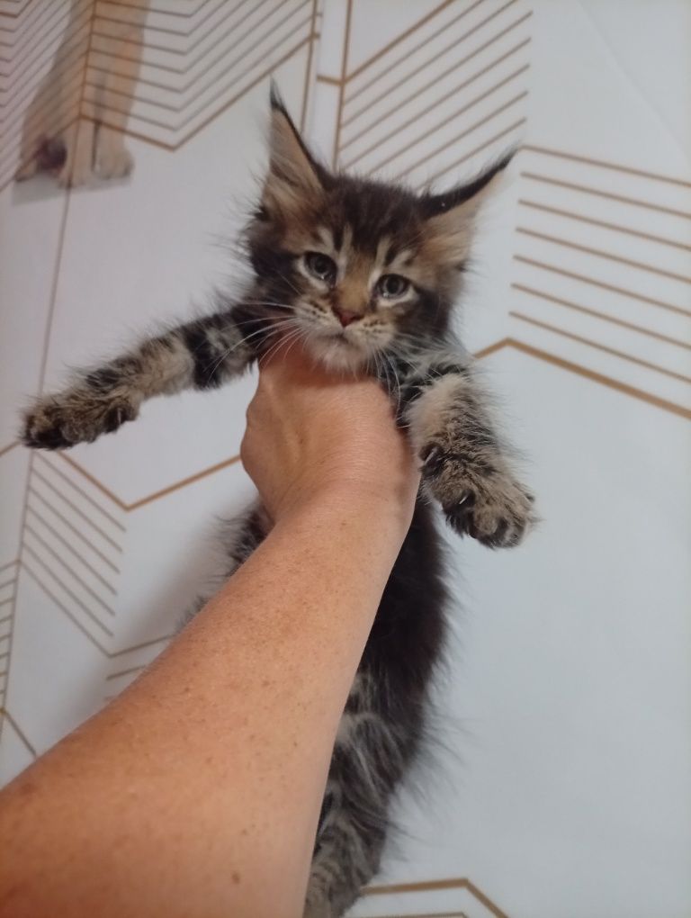Продам котят Мейн-кун