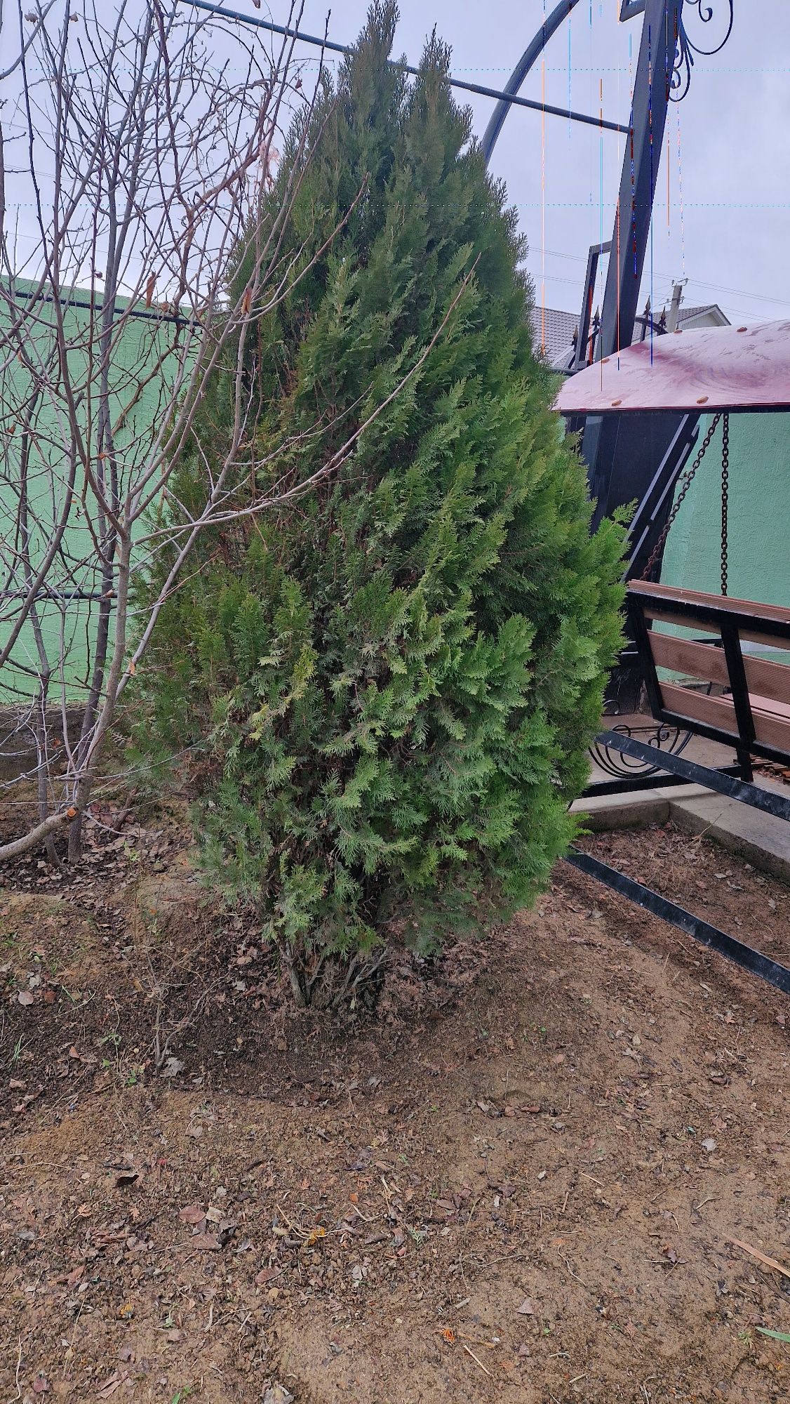 Ёлька шырша сатлады үлкен 2 штук бар алам деген адамға қазып алып берм