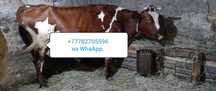 Продам свою корову свою телёнку Asdf Asdgj