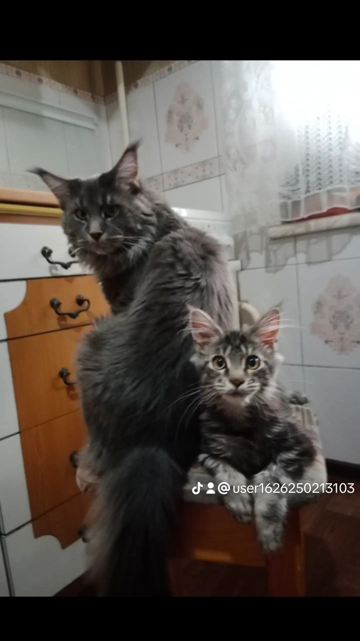 Вязка кот Мейн-кун