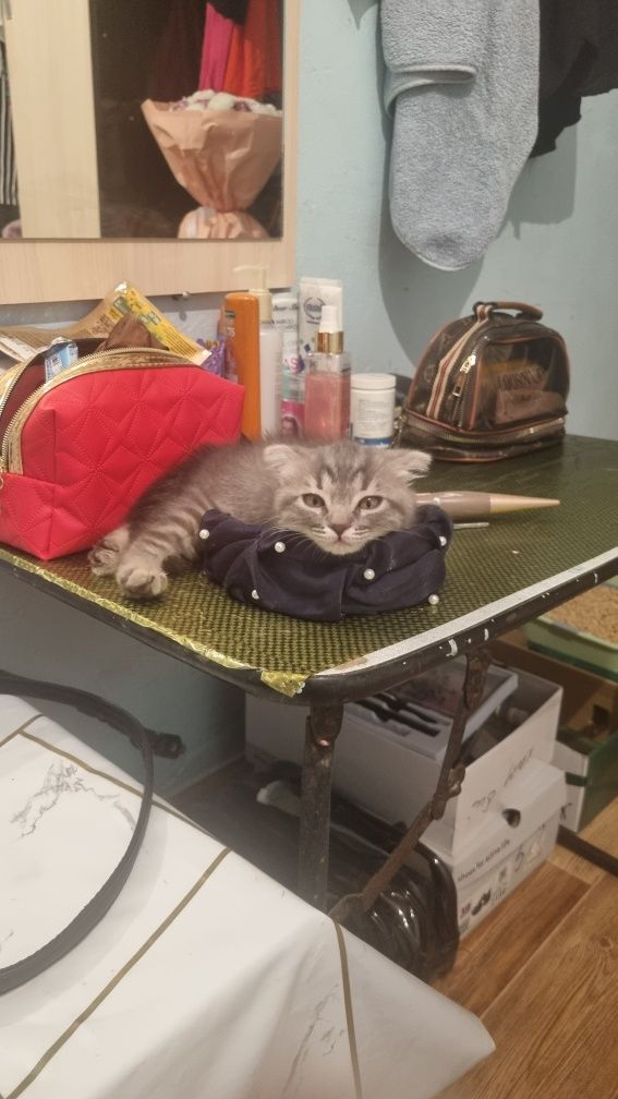 Продаётся кот молодой и котёнок