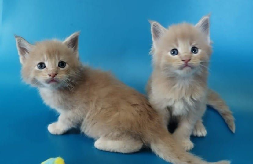 Котята Мейнкуны и Полидакты с документами, разных цветов.