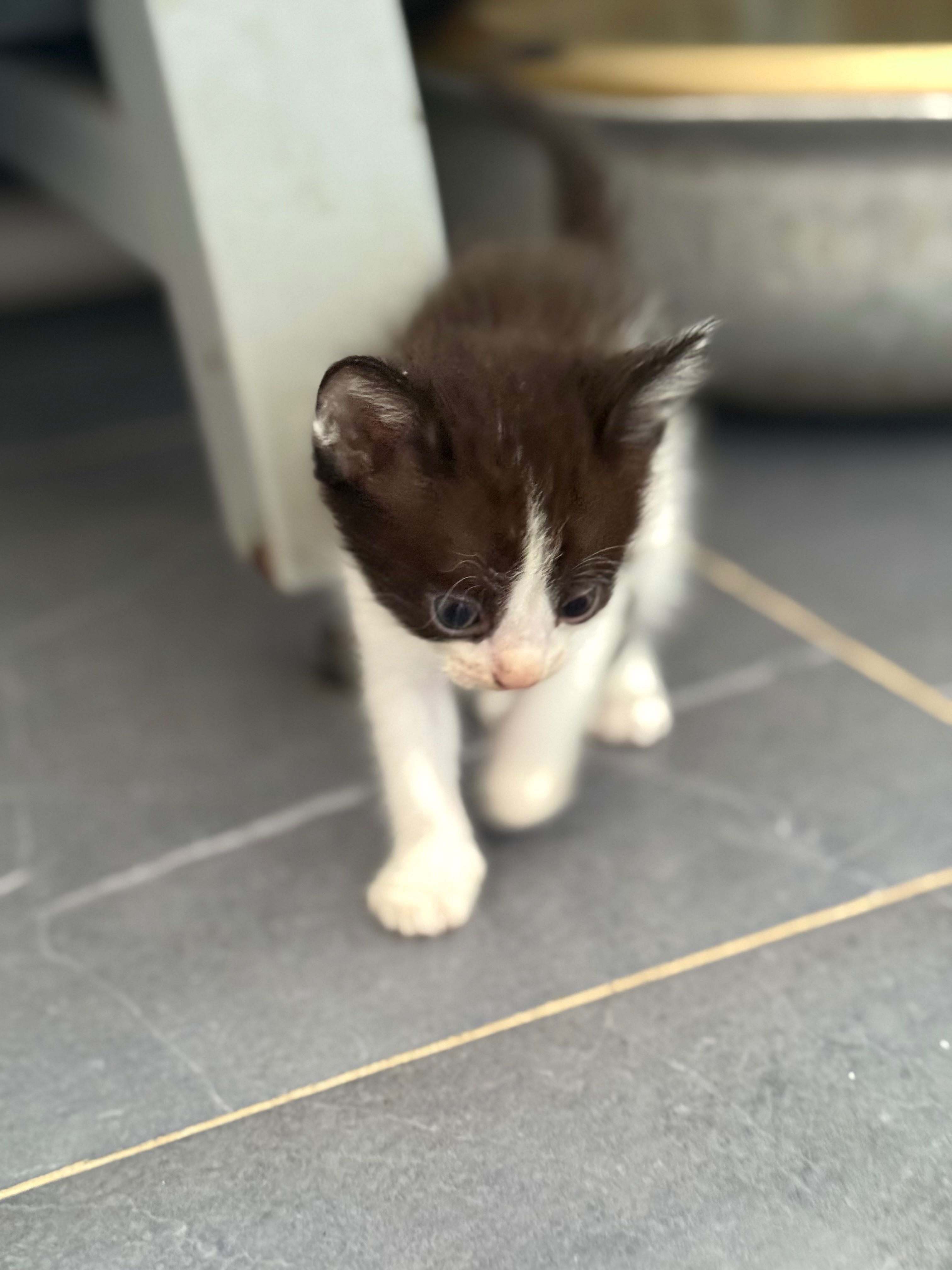 Отдам котят в хорошие руки