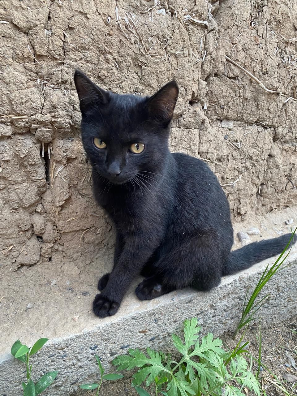 Котята. Мама-кошка. Кот
