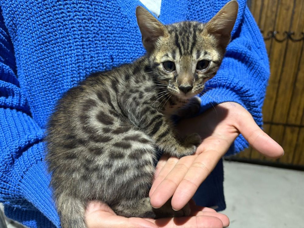 Котята бингальские
