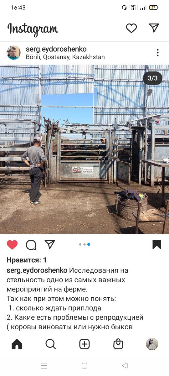 Исследование на стельность крупно-рогатого скота