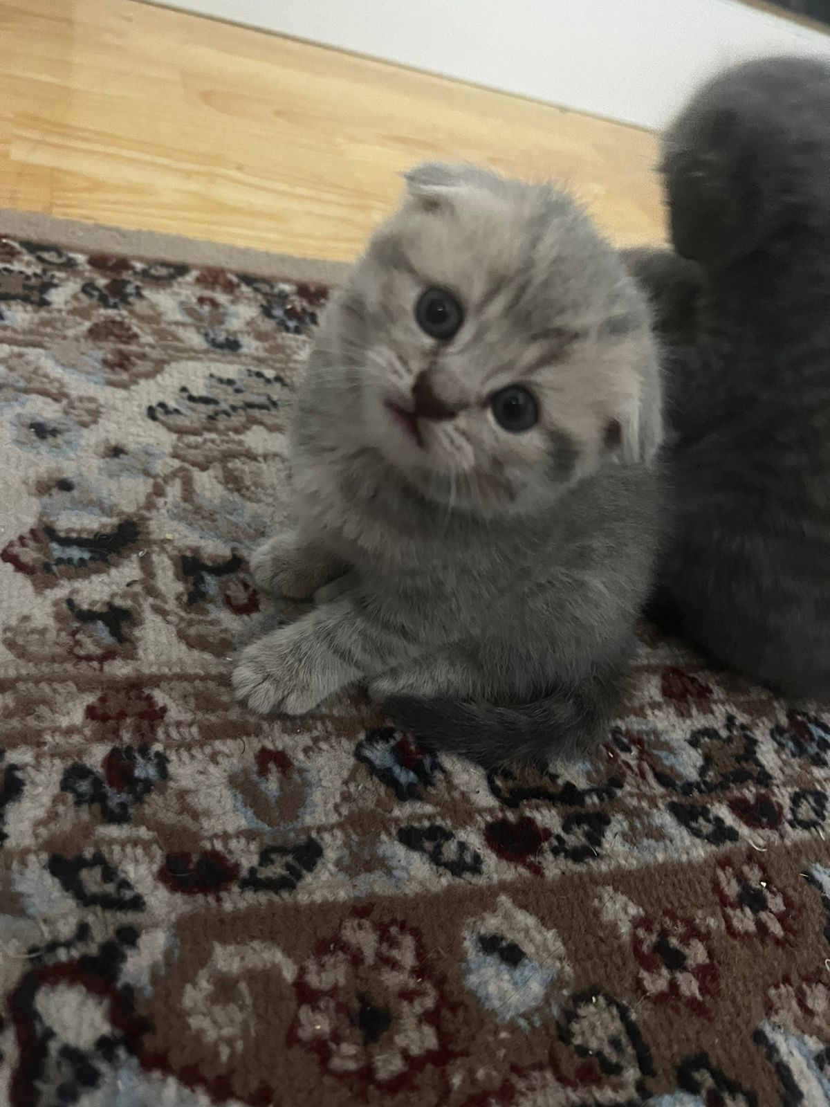 Котик на вязку,вязка,шотландец,ищем невесту,вязка кота,вязка кошка