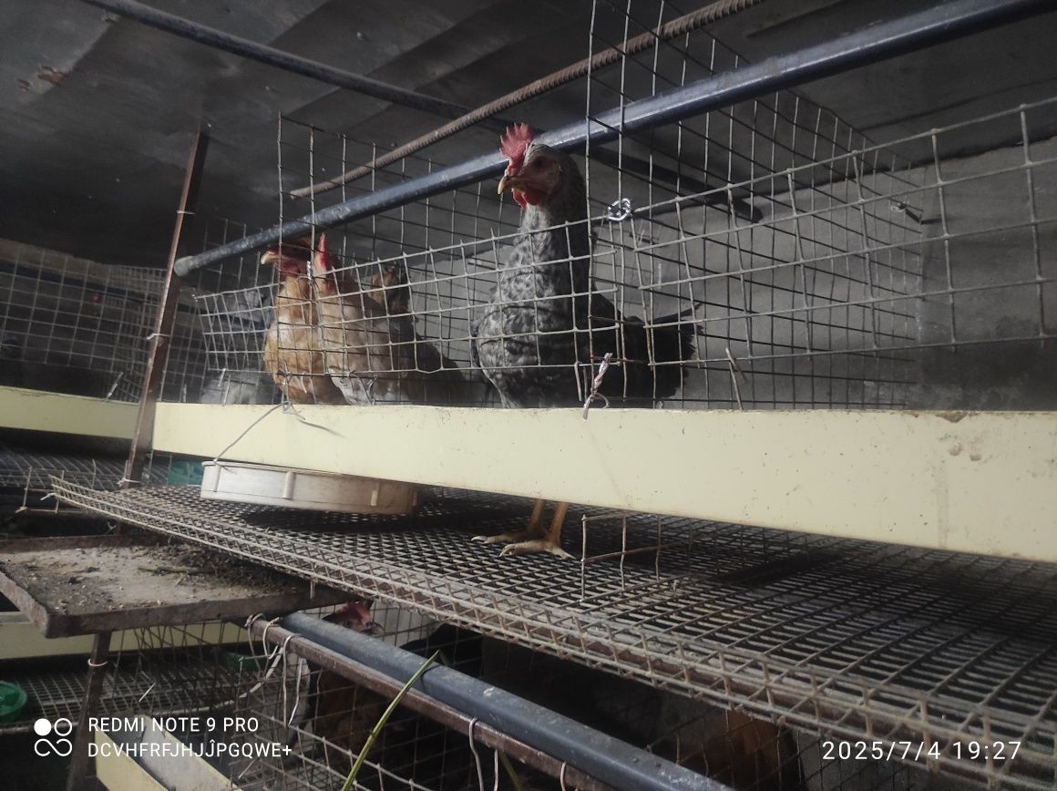 Продам домашнюю птицу, курей, петушков, молодых курочек