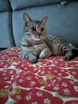Отдам бесплатно шотландская прямоухая кошка