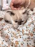 Возьмите у нас котят, пожалуйтса