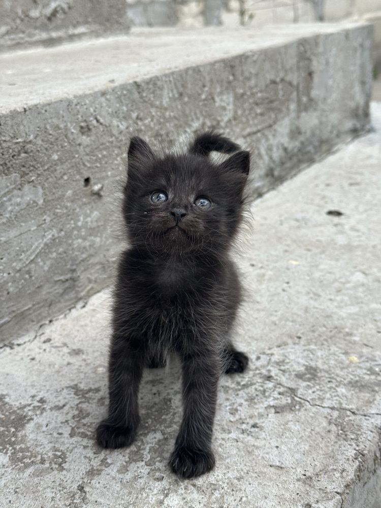 Отдам котят в добрые руки