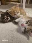 Котята 1.5мес. Рыжый кот