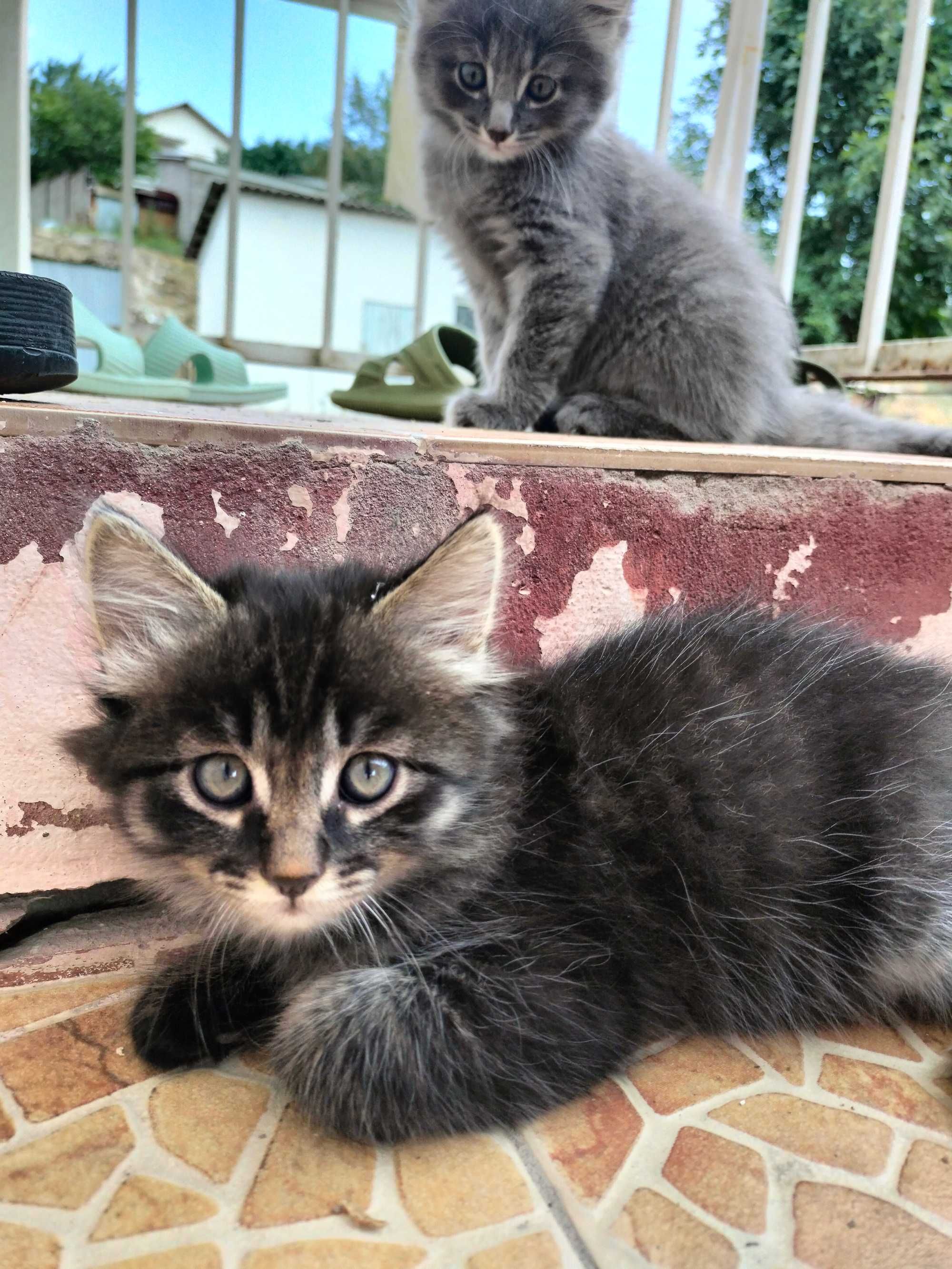 Котята бесплатно